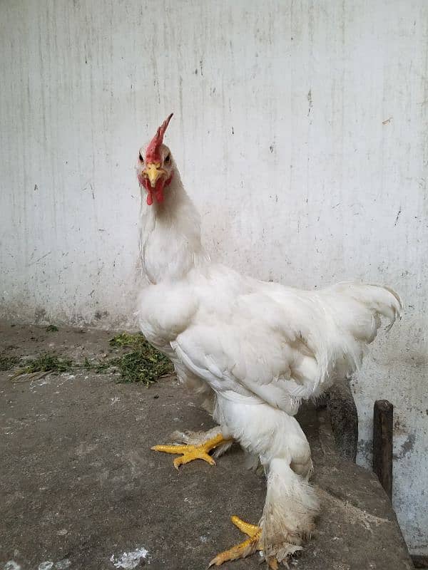 White Buff Roosters (Murghay) 5