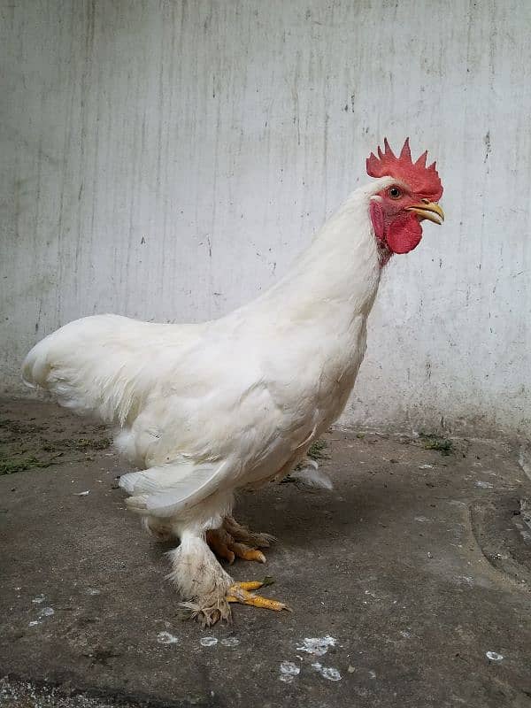 White Buff Roosters (Murghay) 6