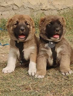 Kurdish Kangal puppies pair full security dogs havey bone for sale