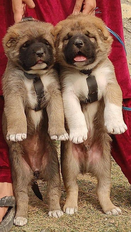 Kurdish Kangal puppies pair full security dogs havey bone for sale 1