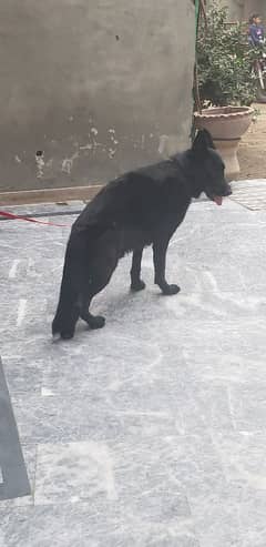 Black German Shepherd For Sale