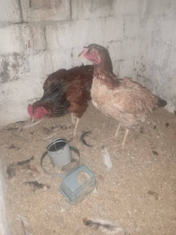 Aseel male and female for urgent sale. 2