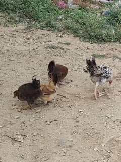 6 Chicks of 2.5-3 months age for Sale