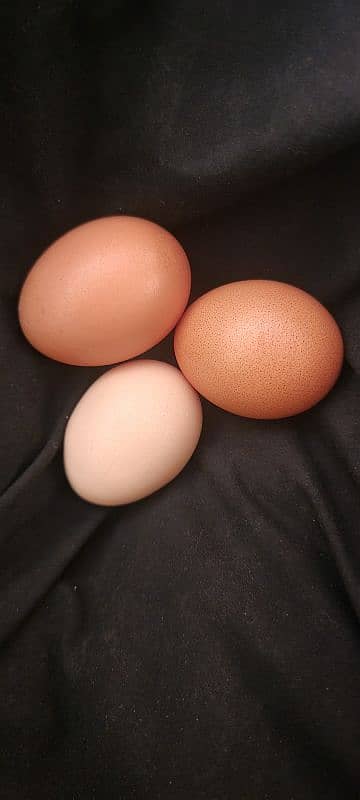 Desi Misri Lohman brown murghia hens for sale 6