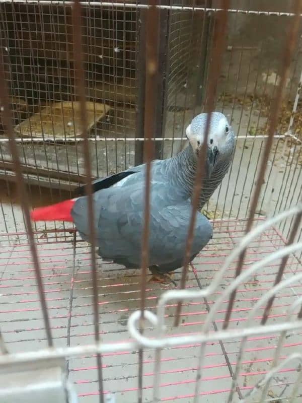 african grey healthy and active parrot for sale 0