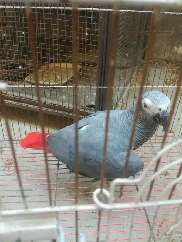 african grey healthy and active parrot for sale 1