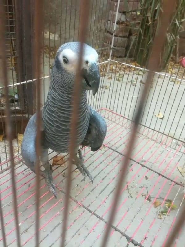 african grey healthy and active parrot for sale 2