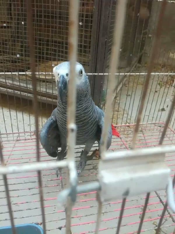 african grey healthy and active parrot for sale 3