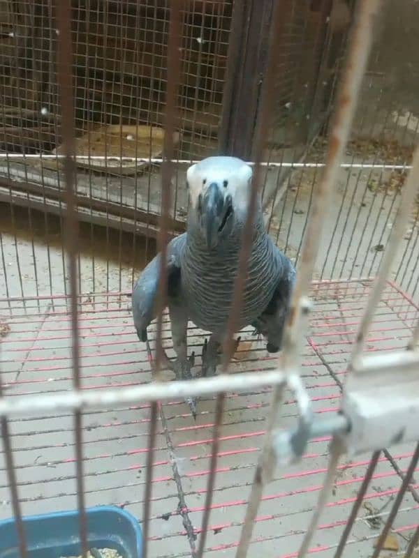 african grey healthy and active parrot for sale 4