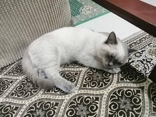 Siamese Male Cat for Adoption 3