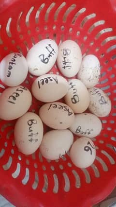 fancy and aseel fertile eggs 03105523120