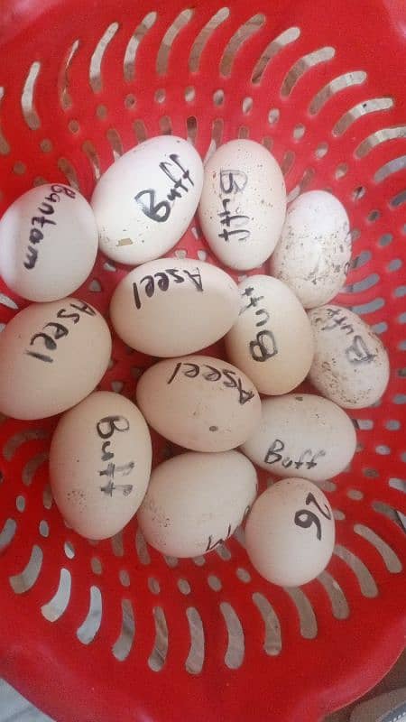 fancy and aseel fertile eggs 03105523120 0