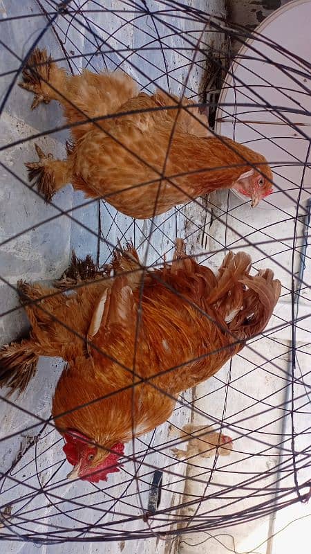 fancy and aseel fertile eggs 03105523120 7