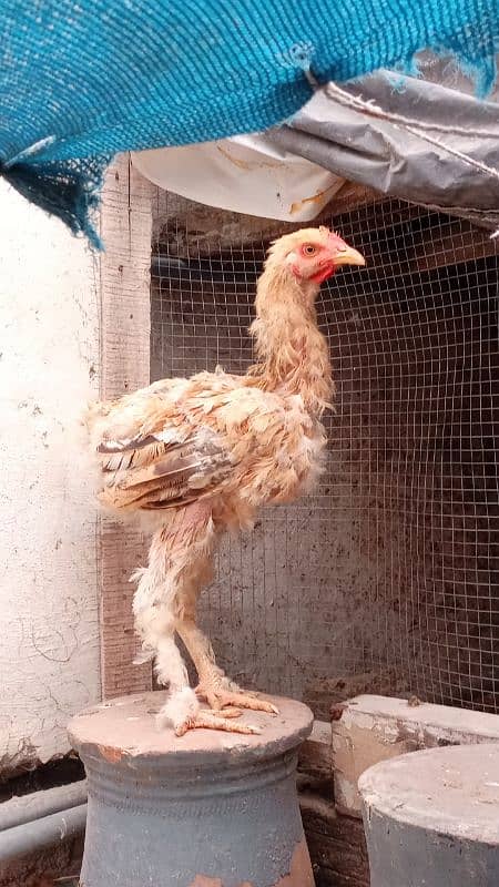 fancy and aseel fertile eggs 03105523120 11