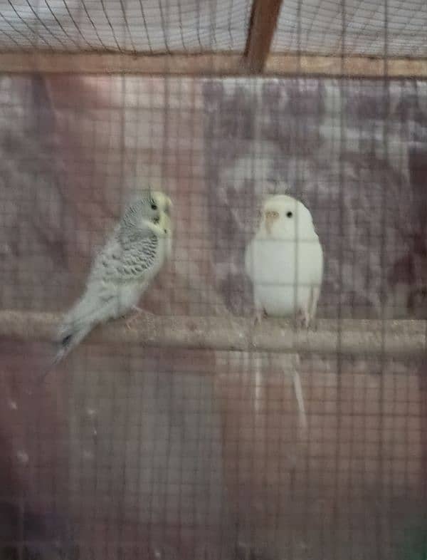 Australian parrots red eyes 3 times breeding 3