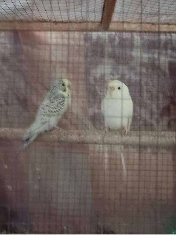 Australian parrots red eyes 3 times breeding 4