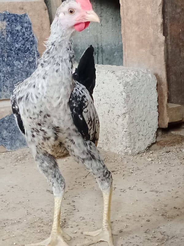 Singhi Java cross breeder male 8