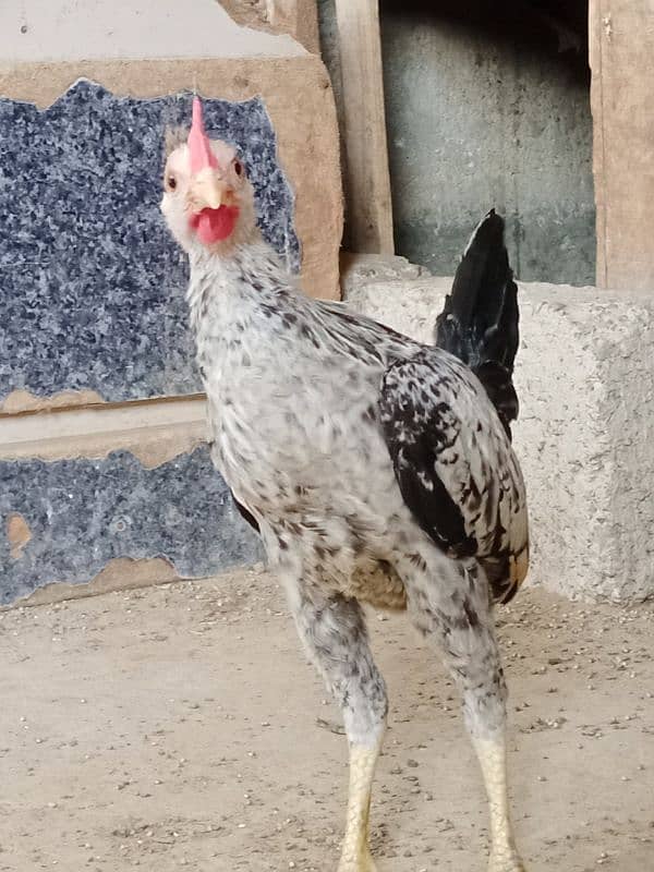 Singhi Java cross breeder male 9