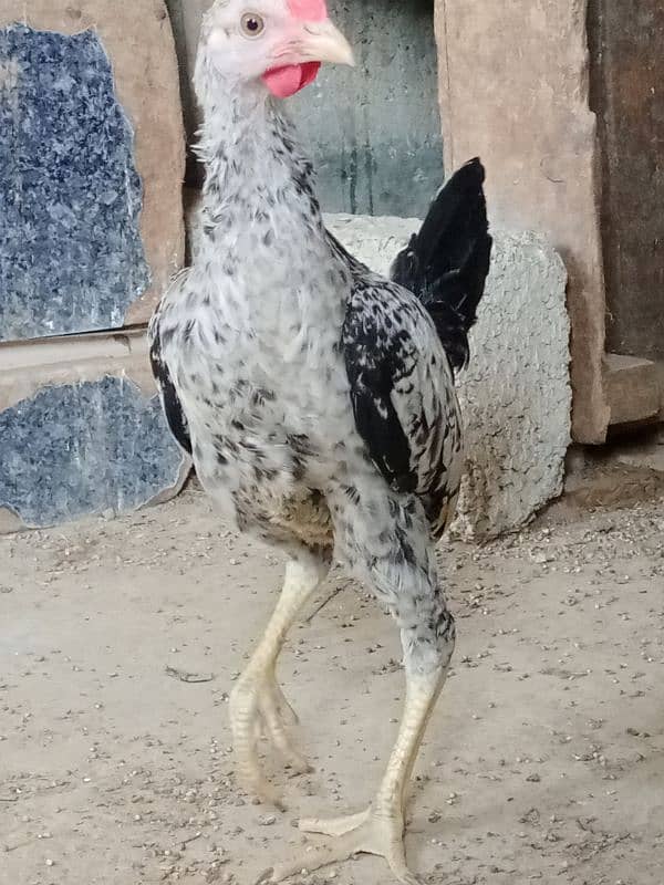 Singhi Java cross breeder male 11