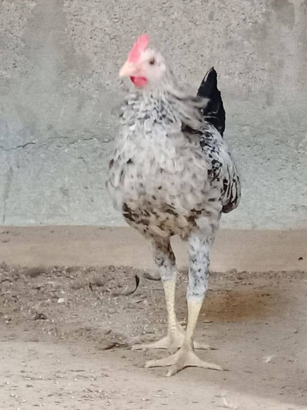 Singhi Java cross breeder male 13