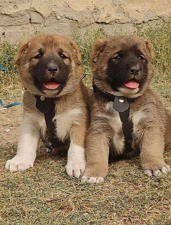 Kurdish Kangal security dog 2 month pair for sale heavy bone 0