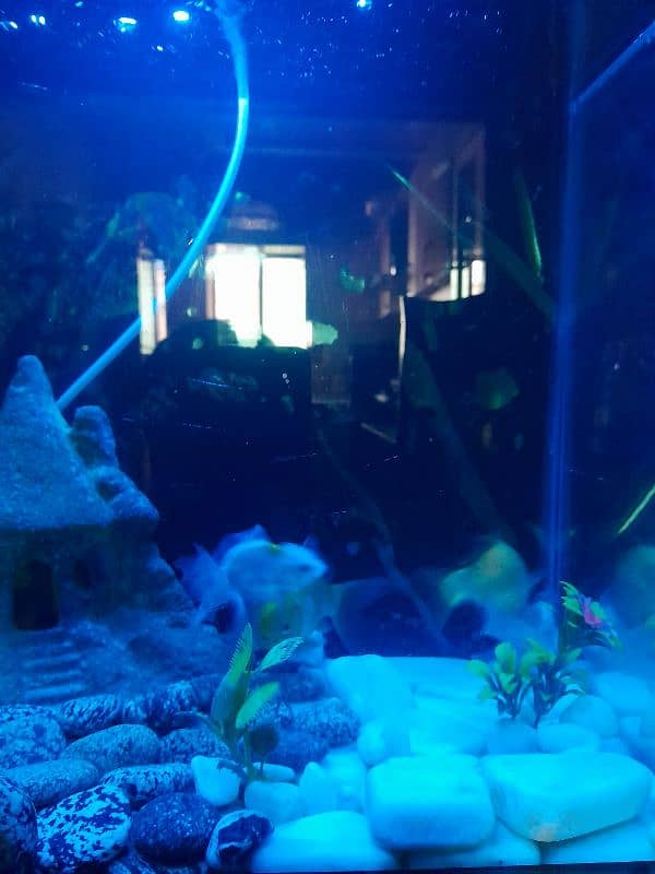 Aquarium 1