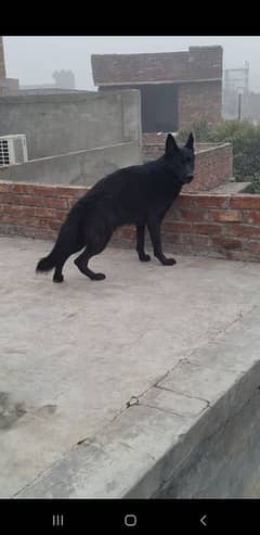 Black German Shepherd For Sale