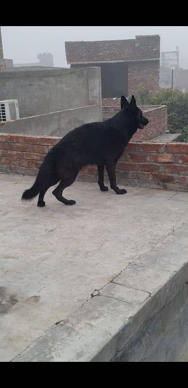 Black German Shepherd For Sale 1