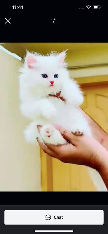 Persian cat for sale my WhatsApp 03134925408 0