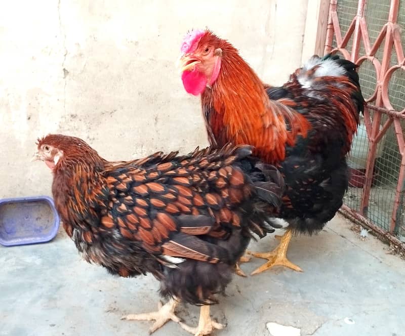 Golden Misri Chicks & Fancy Rooster available 4