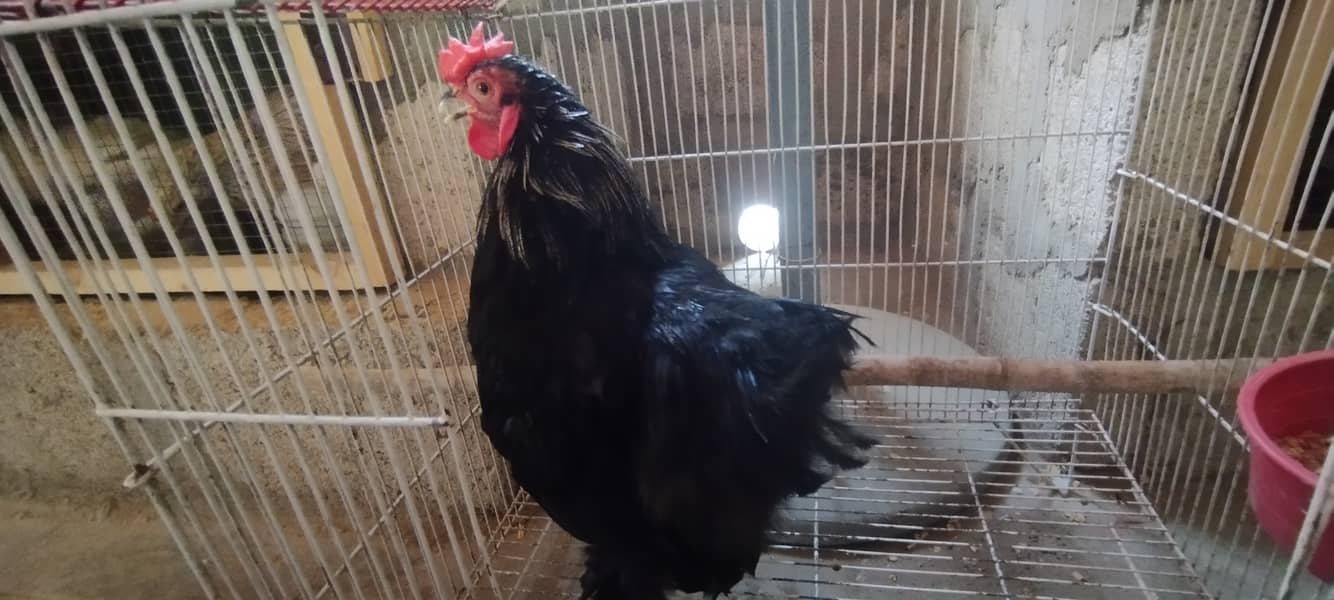 Golden Misri Chicks & Fancy Rooster available 5