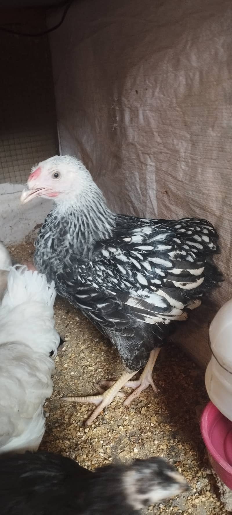 Golden Misri Chicks & Fancy Rooster available 10