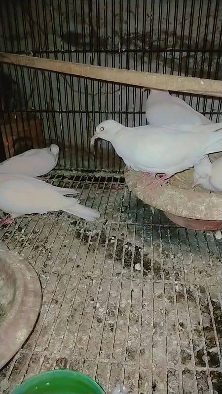 2 breeder pair khumra 1chiks available ha gis Bhai ko Chahyie wo rabta 0