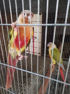 Pinapple red factor conure pair parrots/birds