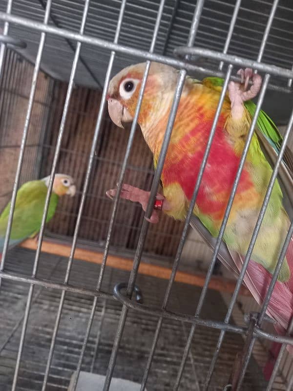 Pinapple red factor conure pair parrots/birds 2