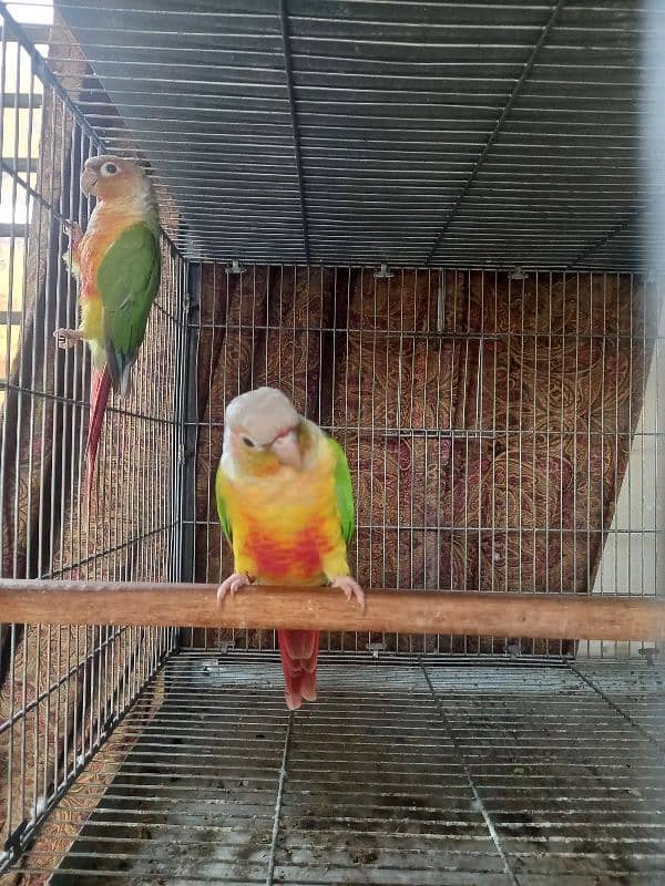 Pinapple red factor conure pair parrots/birds 3