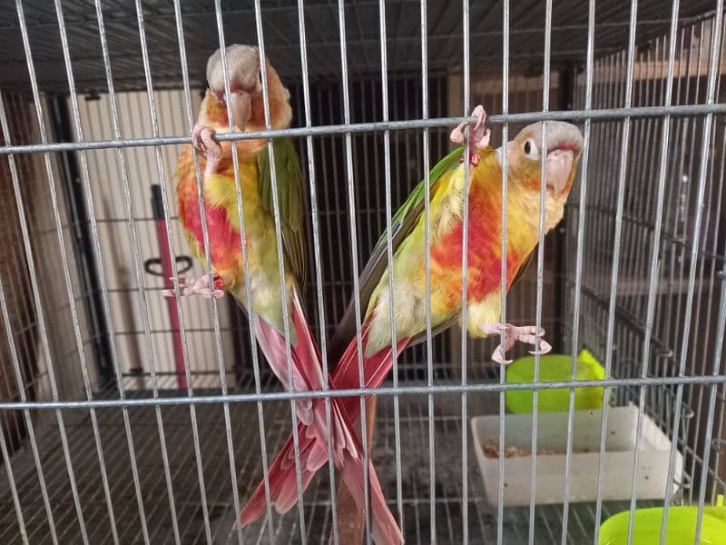 Pinapple red factor conure pair parrots/birds 4