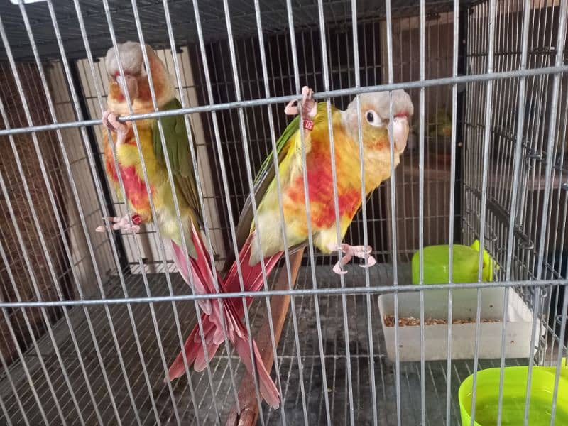 Pinapple red factor conure pair parrots/birds 5