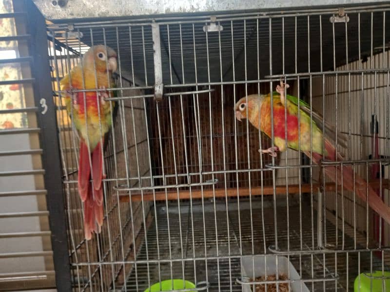 Pinapple red factor conure pair parrots/birds 6