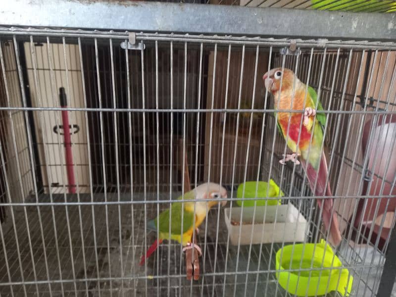 Pinapple red factor conure pair parrots/birds 7