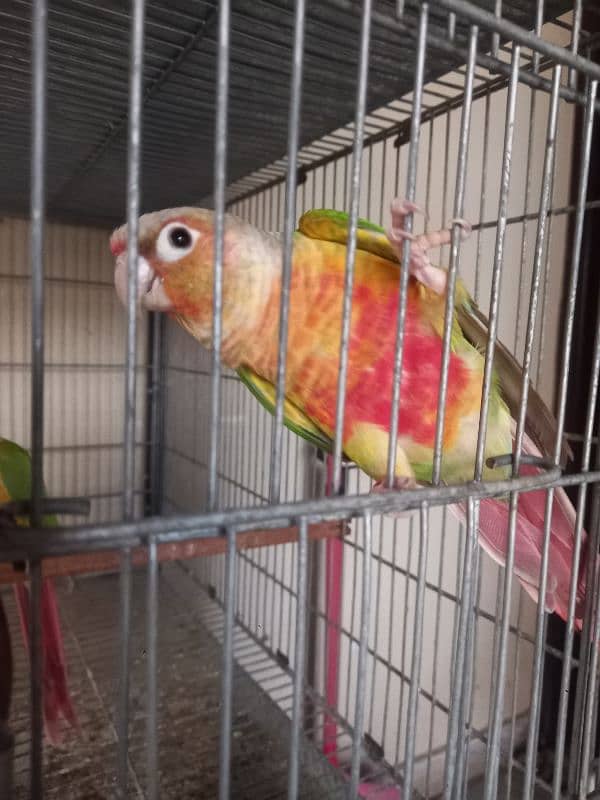 Pinapple red factor conure pair parrots/birds 8