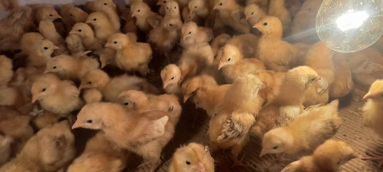 rir chicks | lohman chicks |Rhode Island Red chicks | hens | 15 days 1