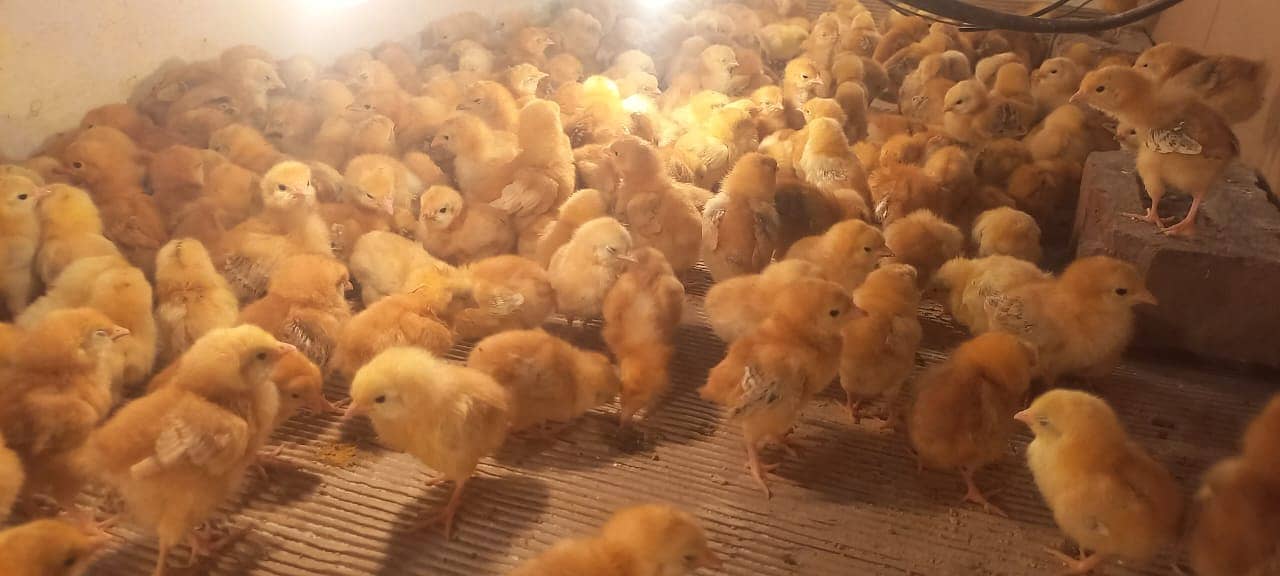 rir chicks | lohman chicks |Rhode Island Red chicks | hens | 15 days 2