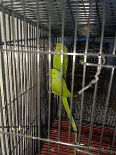 ringneck breeder pair