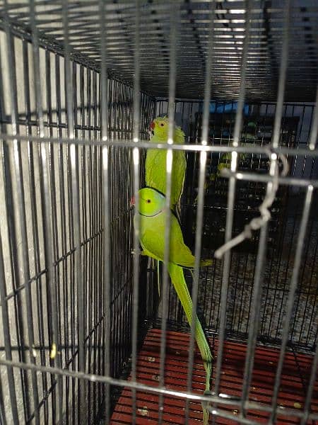 ringneck breeder pair 0