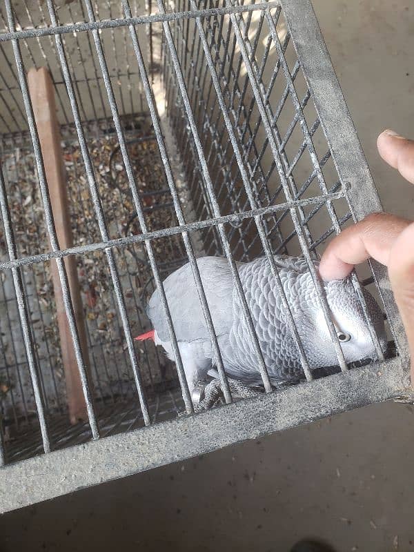 Grey parrot 1