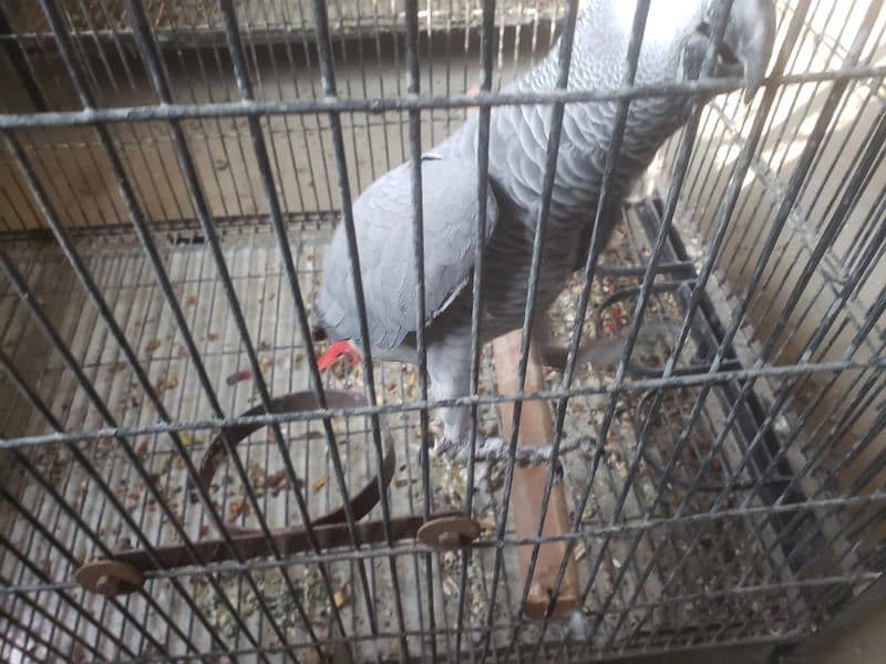 Grey parrot 2