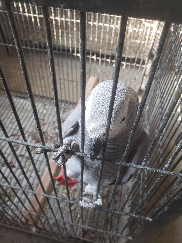 Grey parrot 3