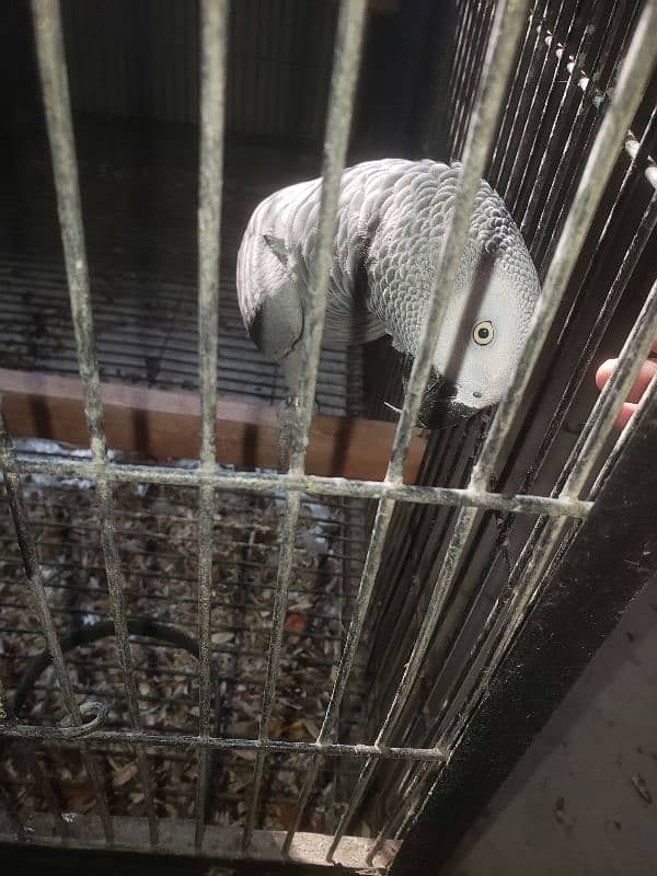 Grey parrot 4