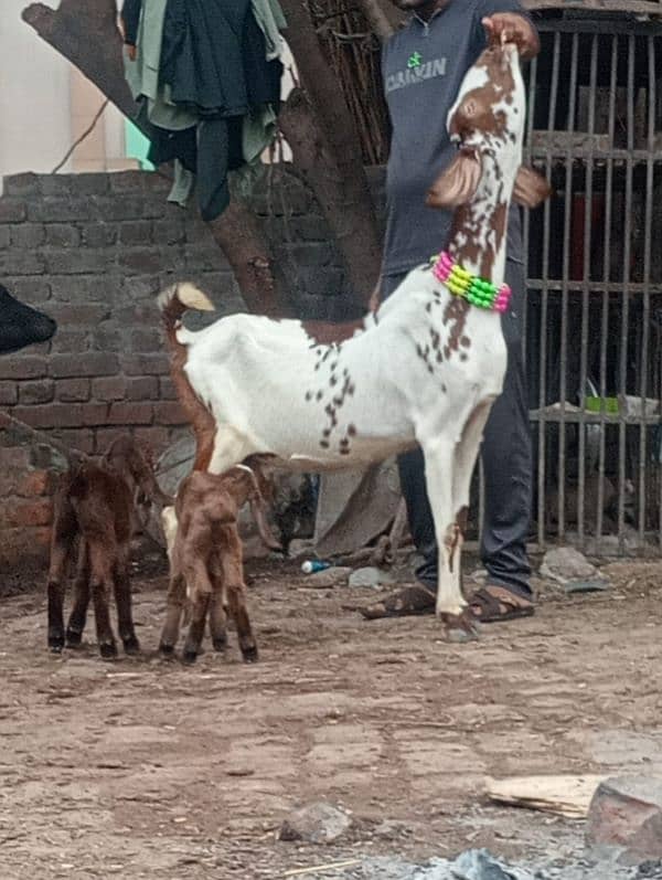 Niagara bakri 2 bacho ka sath 9